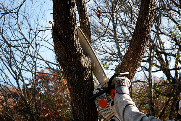 Brooklyn Center, MN Tree Services Company